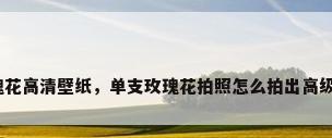 玫瑰花高清壁纸，单支玫瑰花拍照怎么拍出高级感？
