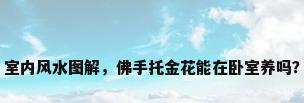 室内风水图解，佛手托金花能在卧室养吗？