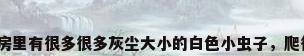 厨房里有的，厨房里有很多很多灰尘大小的白色小虫子，爬得很慢。怎么办？