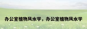办公室植物风水学，办公室植物风水学