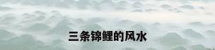 三条锦鲤的风水