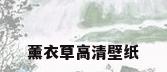 薰衣草高清壁纸