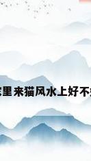 家里来猫风水上好不好