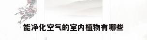 能净化空气的室内植物有哪些