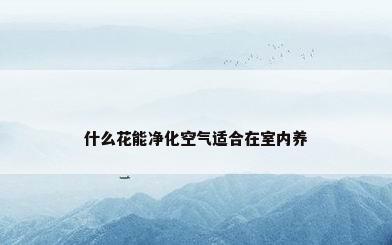 什么花能净化空气适合在室内养